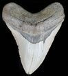 Large, Megalodon Tooth - North Carolina #59015-1